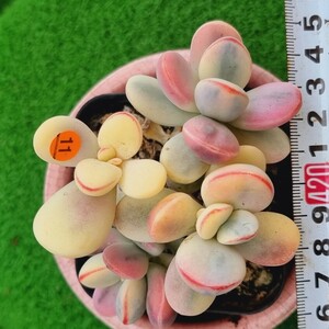 0507-O211 嫁入り娘(錦) Cotyledon 多肉植物 韓国苗