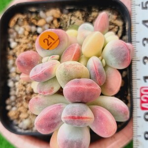 0507-O221 嫁入り娘(錦) Cotyledon 多肉植物 韓国苗