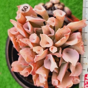 0508-W460 トランペットピンキ エケベリア 多肉植物 韓国苗