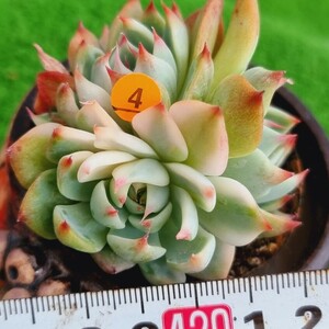 0517発送‐O404 チワワ(錦) エケベリア 多肉植物 韓国苗