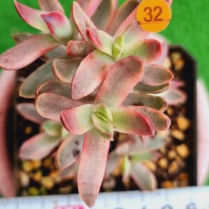 0517発送‐O432 キャンディーカール Crassula 多肉植物 韓国苗