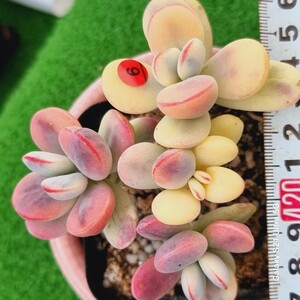 0524発送-R306 嫁入り娘(錦) Cotyledon 多肉植物 韓国苗