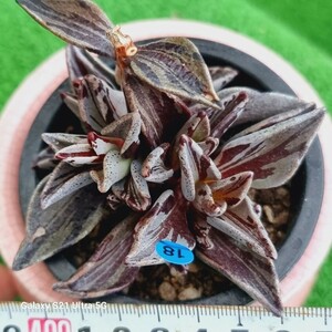 0531発送‐B018 Lenophyllum 多肉植物 韓国苗