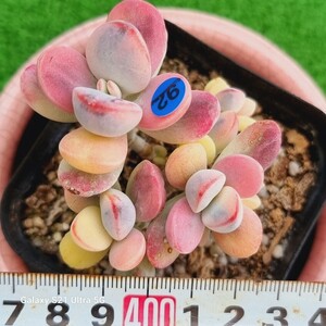 0531発送‐B092 嫁入り娘(錦) Cotyledon 多肉植物 韓国苗