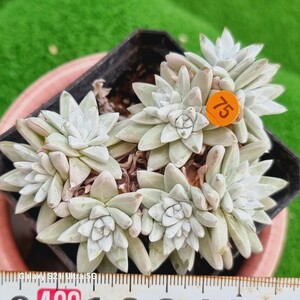 0531発送‐O275 ホワイトグリニ Dudleya 多肉植物 韓国苗