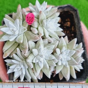 0531発送‐P400 ホワイトグリニ Dudleya 多肉植物 韓国苗