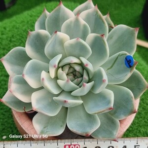 0607-発送B008 チワワ(錦) エケベリア 多肉植物 韓国苗