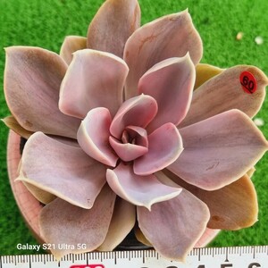 0607-発送R160 Perle von Nurnberg エケベリア 多肉植物 韓国苗