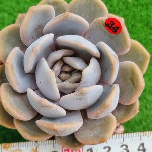 0504‐R534 冬の花 エケベリア 多肉植物 韓国苗