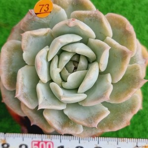 0502-O473 花 エケベリア 多肉植物 韓国苗