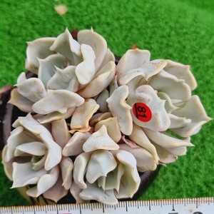 0504‐R581 福袋 エケベリア 多肉植物 韓国苗