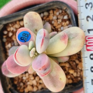 0506-B098 嫁入り娘(錦) Cotyledon 多肉植物 韓国苗