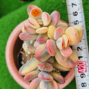 0507-O213 嫁入り娘(錦) Cotyledon 多肉植物 韓国苗