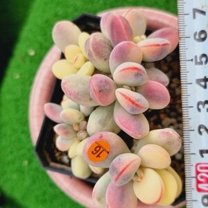 0507-O216 嫁入り娘(錦) Cotyledon 多肉植物 韓国苗