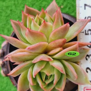 0508-YG562 El Greco交配 エケベリア 多肉植物 韓国苗