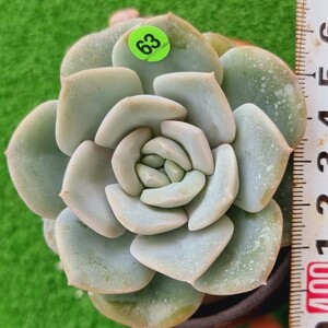 0508-YG563 グリーン花 エケベリア 多肉植物 韓国苗