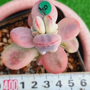 0517発送-G109 嫁入り娘(錦) Cotyledon 多肉植物 韓国苗