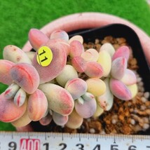 0517発送-Y511 嫁入り娘(錦) Cotyledon 多肉植物 韓国苗_画像1