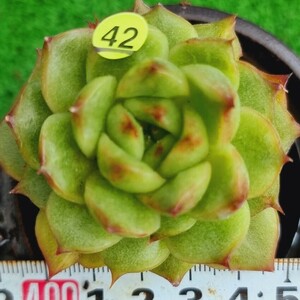 0517発送-Y542 キューティ エケベリア 多肉植物 韓国苗