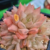 0517発送‐O446 テントラ Haworthia 多肉植物 韓国苗_画像2