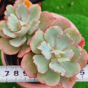 0517発送‐O495 プリル エケベリア 多肉植物 韓国苗