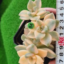 0524発送-G184 杏子美人(錦) Sedum 多肉植物 韓国苗_画像1