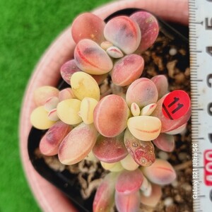 0524発送-R311 嫁入り娘(錦) Cotyledon 多肉植物 韓国苗