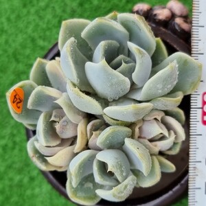 0524発送-O224 メキシコボール(錦) エケベリア 多肉植物 韓国苗