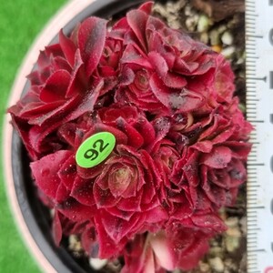 0524発送-YG492 Medusa(錦) Aeonium 多肉植物 韓国苗