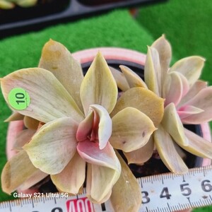 0531発送‐G110 Perle von Nurnberg エケベリア 多肉植物 韓国苗