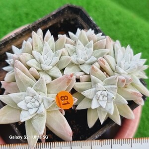 0531発送‐O281 ホワイトグリニ Dudleya 多肉植物 韓国苗