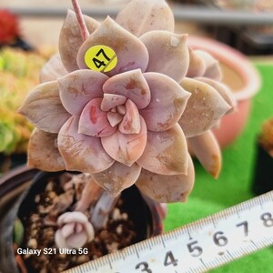 0531発送‐Y547 Pentandrum(錦) エケベリア 多肉植物 韓国苗