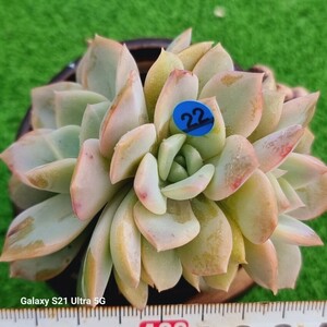 0607-発送B022 花 エケベリア 多肉植物 韓国苗