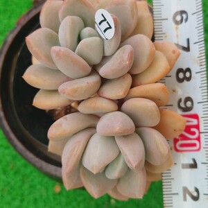 0508-W477 アモールファティ エケベリア 多肉植物 韓国苗