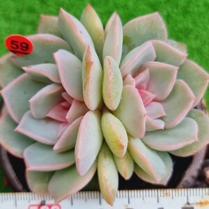 0504‐R559 花 エケベリア 多肉植物 韓国苗