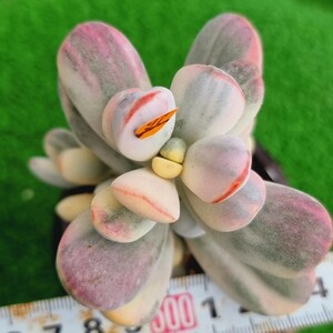 0502-O497 嫁入り娘(錦) Cotyledon 多肉植物 韓国苗