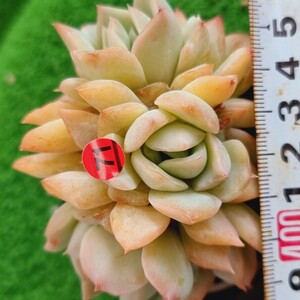 0507-R371 ゴールドバー エケベリア 多肉植物 韓国苗