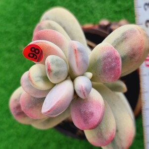 0507-R398 嫁入り娘(錦) Cotyledon 多肉植物 韓国苗