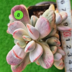 0508-YG508 嫁入り娘(錦) Cotyledon 多肉植物 韓国苗