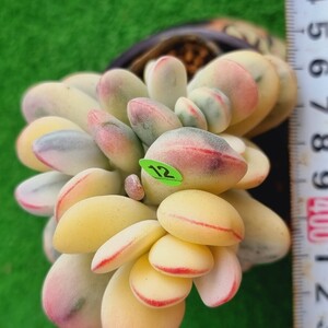 0508-YG512 嫁入り娘(錦) Cotyledon 多肉植物 韓国苗