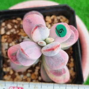 0517発送-G105 嫁入り娘(錦) Cotyledon 多肉植物 韓国苗