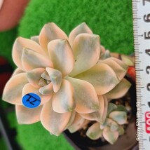 0524発送-B071 杏子美人(錦) Graptoveria 多肉植物 韓国苗_画像1