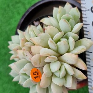 0524発送-O215 正陽 エケベリア 多肉植物 韓国苗