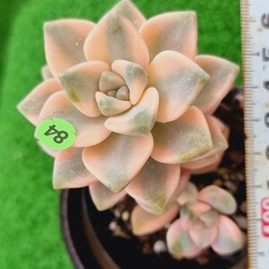 0524発送-YG484 杏子美人(錦) Graptoveria 多肉植物 韓国苗