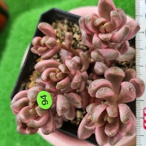 0524発送-YG494 チョコレット(錦) Aeonium 多肉植物 韓国苗