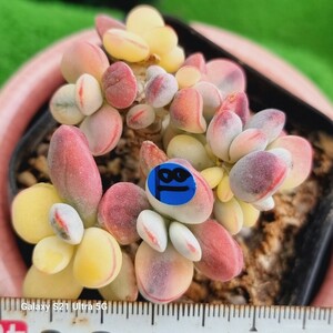 0531発送‐B081 嫁入り娘(錦) Cotyledon 多肉植物 韓国苗