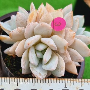 0531発送‐P303 Duedue エケベリア 多肉植物 韓国苗