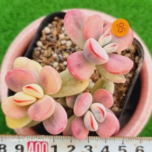 0531発送‐O295 嫁入り娘(錦) Cotyledon 多肉植物 韓国苗