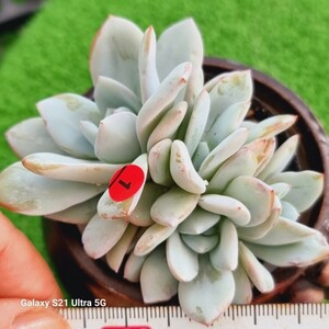 0607-発送R101 Duedue エケベリア 多肉植物 韓国苗