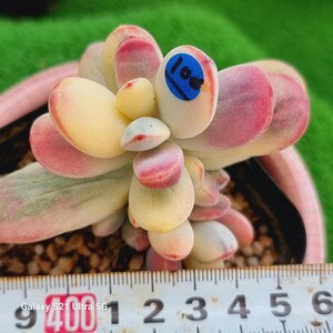 0531発送‐B100 嫁入り娘(錦) Cotyledon 多肉植物 韓国苗